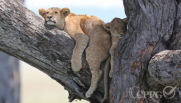 树上休息的狮子们2